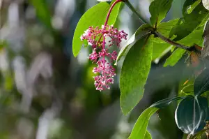 Medinila